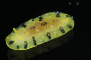 Media type: image;   Malacology 393878 Description: live specimen;